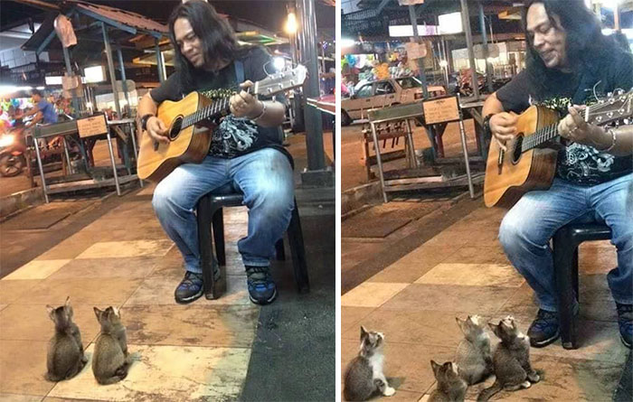 Як малайзійський гітарист давав концерт для крихітних кошенят - фото 1