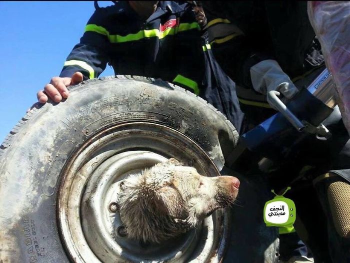 Як в Іраку рятували собаку, який застряг в колесі  - фото 2