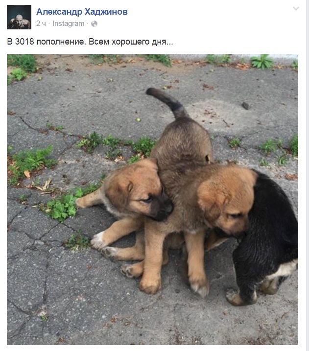 Чим займаються на Донбасі найкращі друзі бійців АТО-5 - фото 3