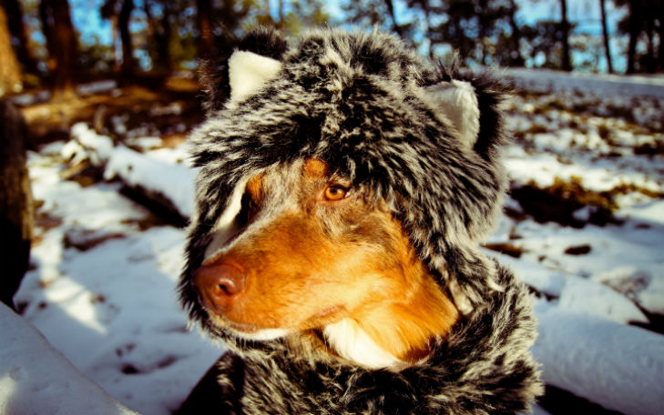 Холод собачий: ТОП-20 собак у зимовому одязі - фото 1