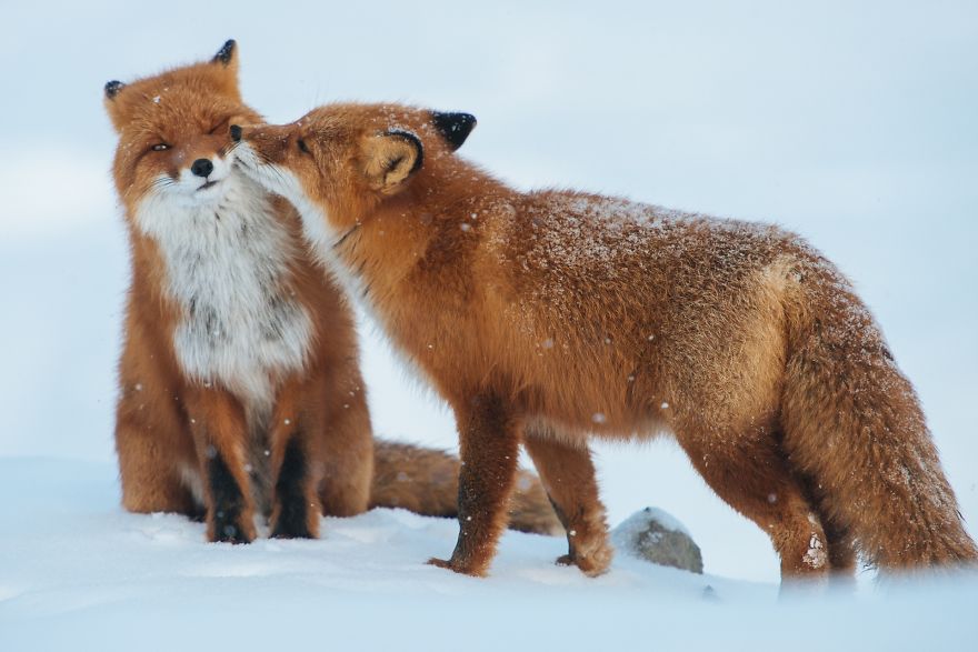Як тварини доводять, що поцілунки потрібні не тільки людям - фото 10