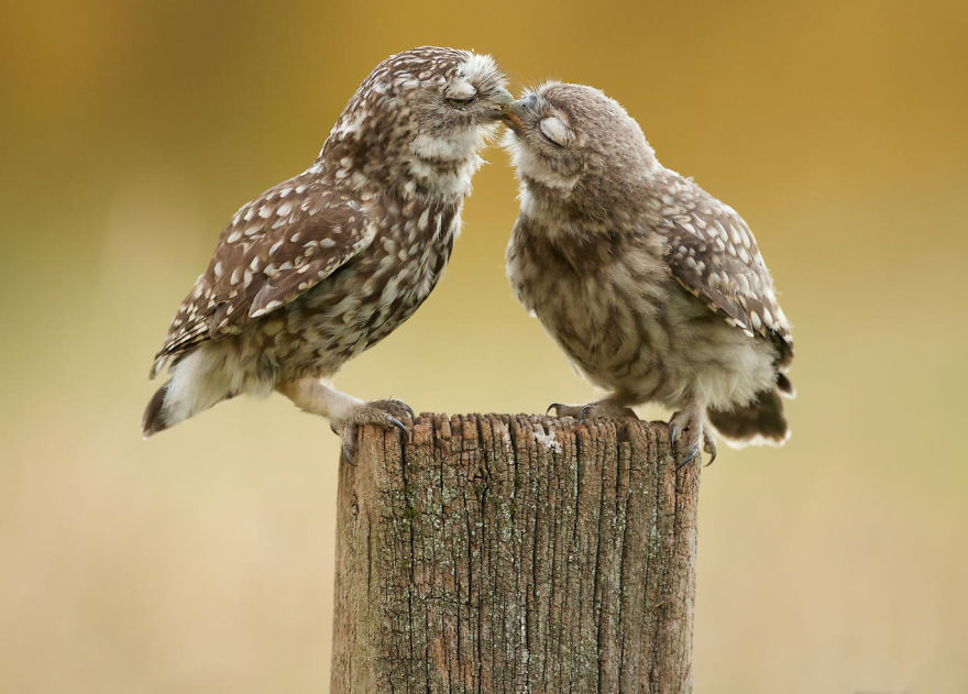 Як тварини доводять, що поцілунки потрібні не тільки людям - фото 9
