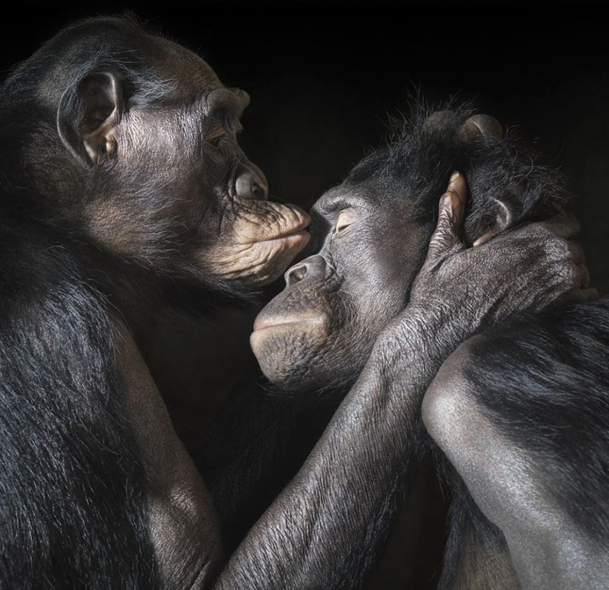 Як тварини доводять, що поцілунки потрібні не тільки людям - фото 8