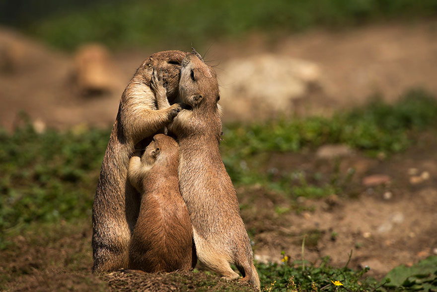 Як тварини доводять, що поцілунки потрібні не тільки людям - фото 7