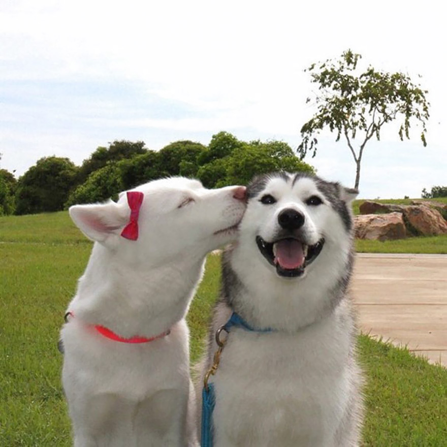 Як тварини доводять, що поцілунки потрібні не тільки людям - фото 2