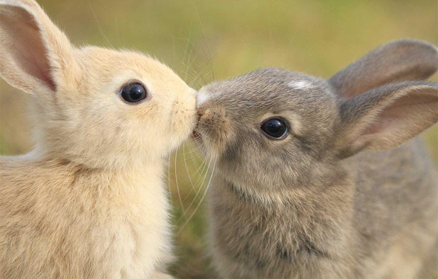 Як тварини доводять, що поцілунки потрібні не тільки людям - фото 1