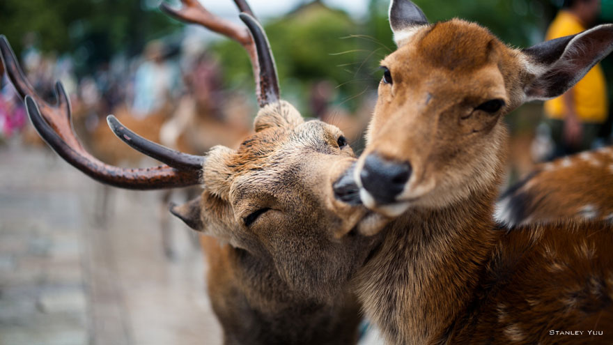 Як тварини доводять, що поцілунки потрібні не тільки людям - фото 5