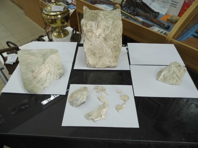 На Миколаївщині в музеї з'явилась раковина величезного молюска віком 70 млн років - фото 2