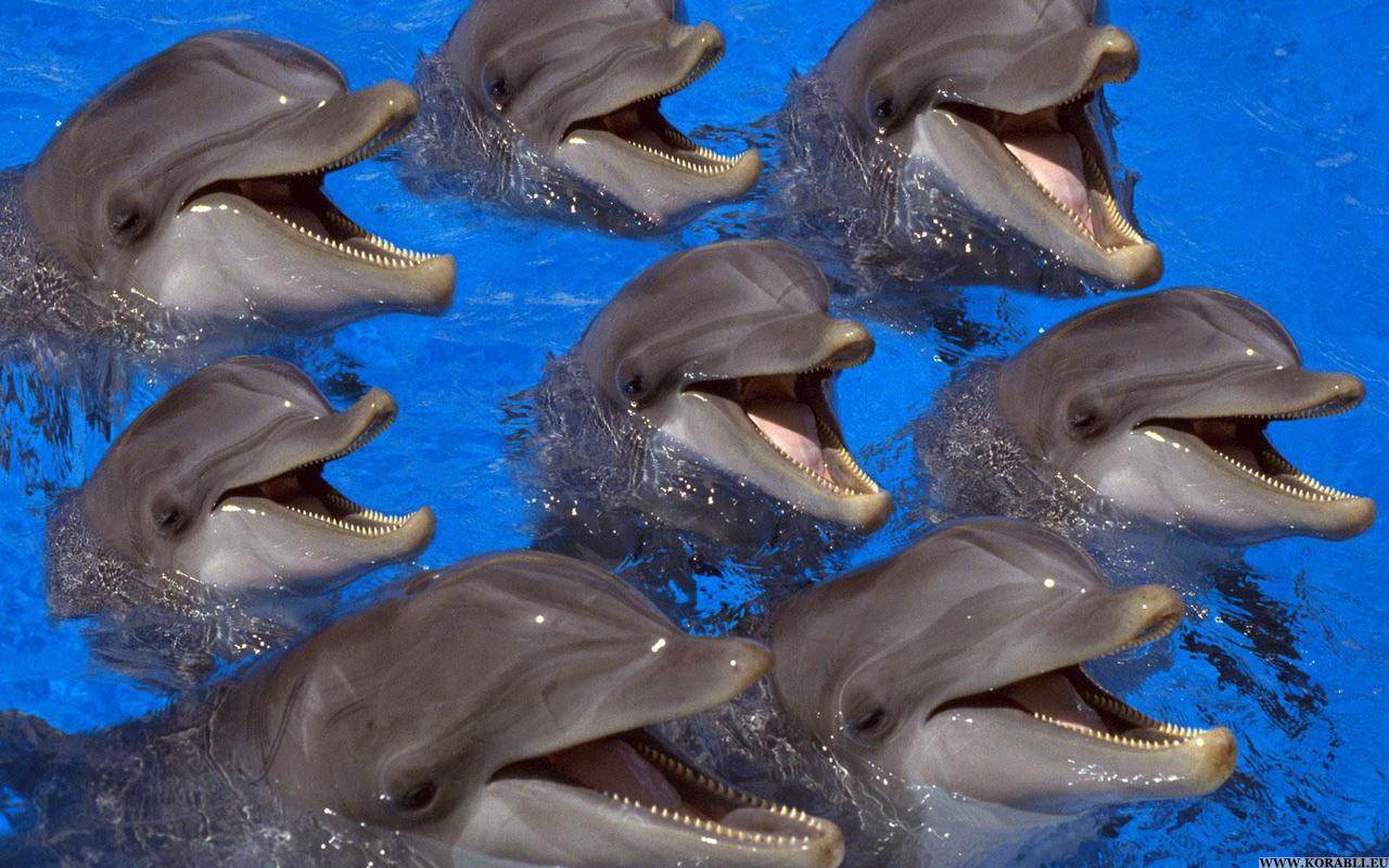 ТОП-20 кумедних та моторошних випадків з китами та делфінами - фото 11