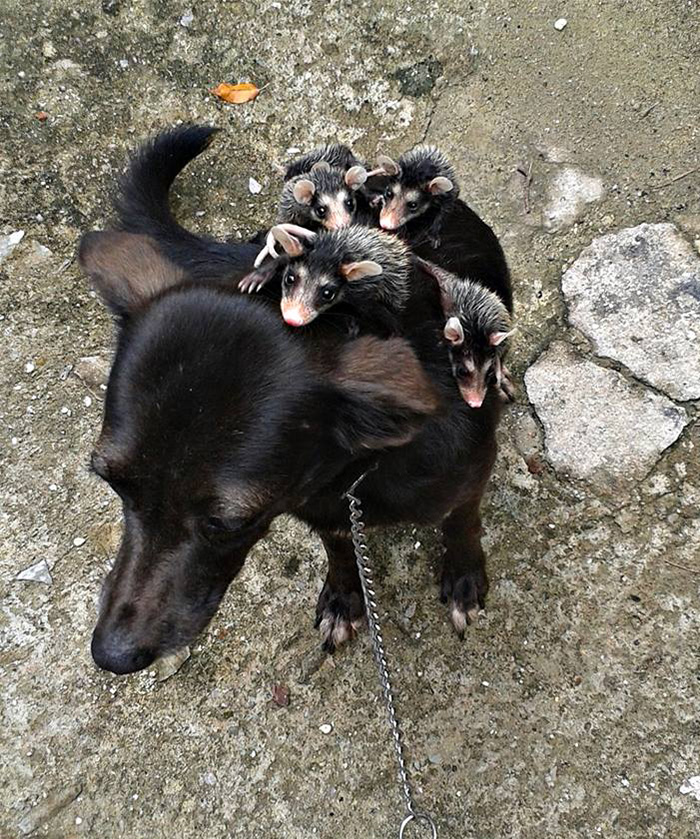Як собака всиновила опосумів та постійно возить їх на спині - фото 3