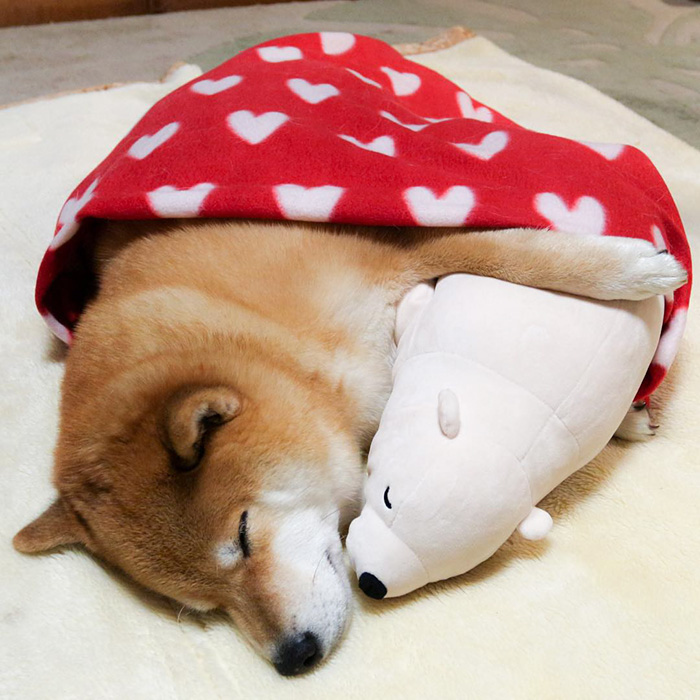 Як зворушливо спить милий песик із своїм плюшевим двійником  - фото 5