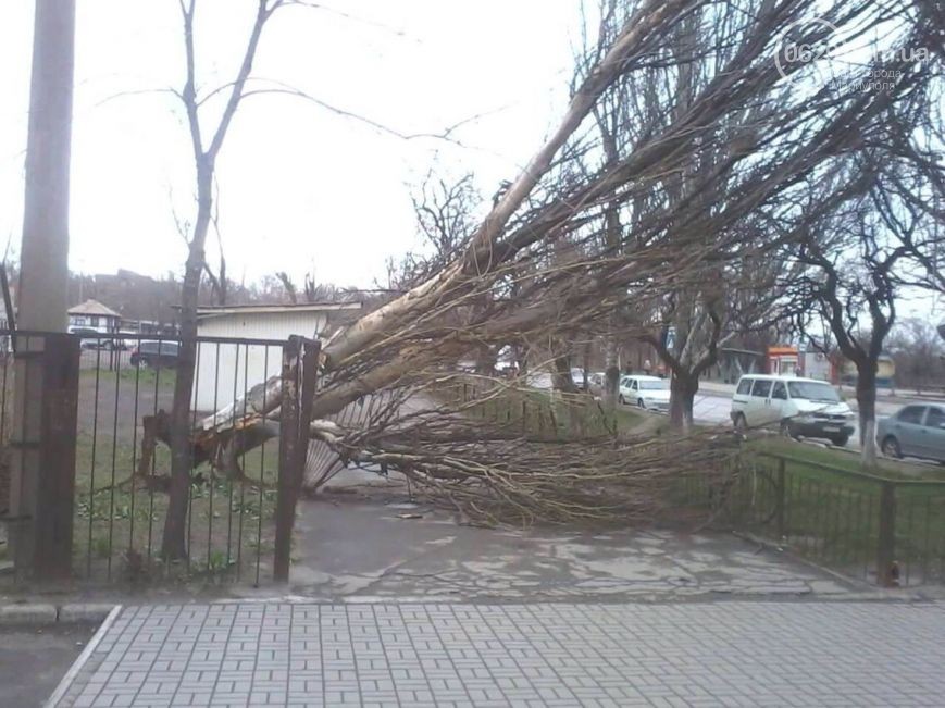 Маріуполем пройшовся потужний шторм: дерева вирвало з корінням (ФОТО) - фото 1