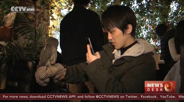 Коти більше не в моді: В Японії відкрили кав'ярню із совами - фото 1