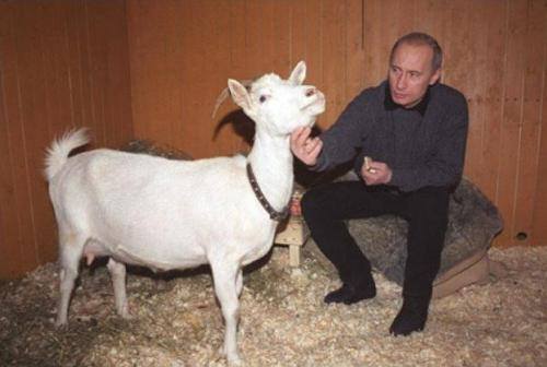 Соцмережі висміяли сімейні цінності Путіна - фото 5