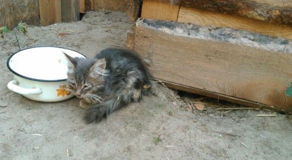 Під Києвом знайшли майже сотню замучених кошенят. Більше половини вже померли - фото 8