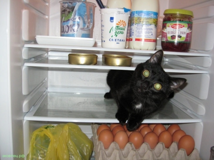 Як смішно домашні тварини рятуються від спеки у холодильнику - фото 3