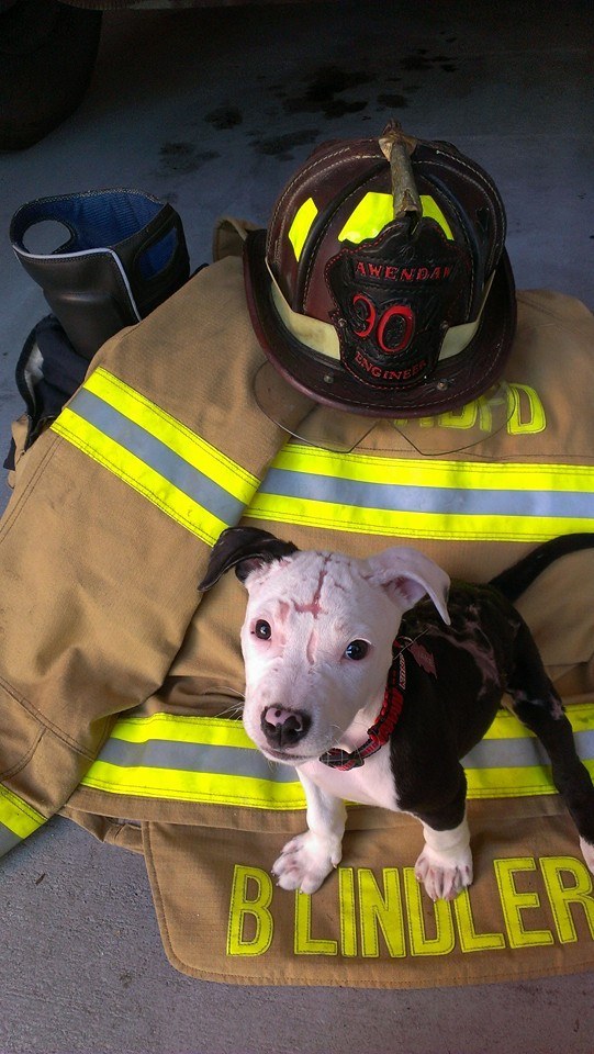 Врятований з вогню пес став пожежним - фото 3