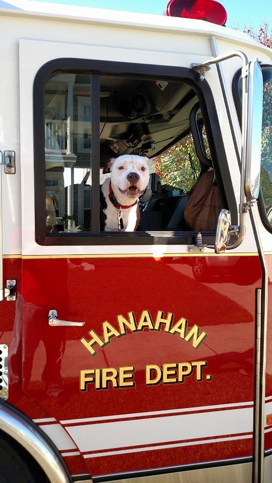 Врятований з вогню пес став пожежним - фото 5
