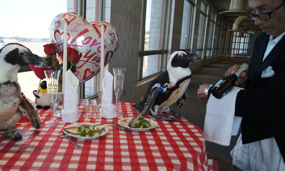 Як подружжя пінгвінів, яке разом вже 22 роки, святкувало День закоханих - фото 2
