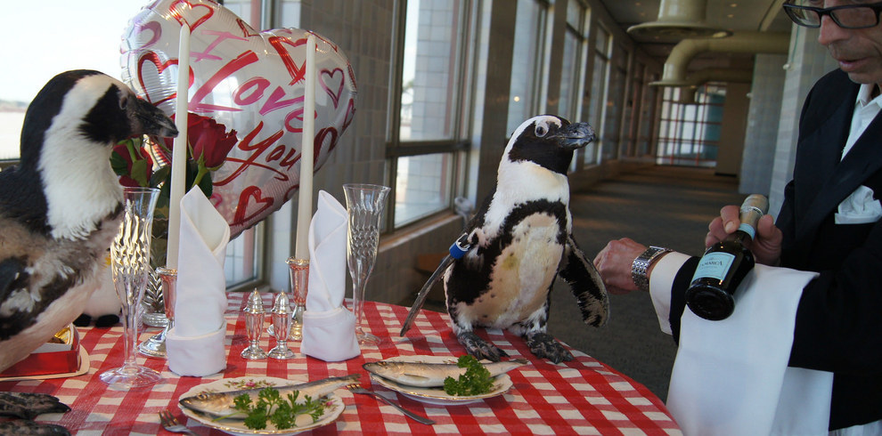 Як подружжя пінгвінів, яке разом вже 22 роки, святкувало День закоханих - фото 3