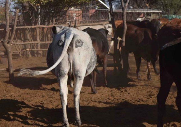 Австралійський еколог вважає, що коровам треба пара очей на дупі - фото 1