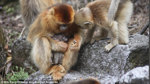 Як самці мавп приймають пологи у своїх дружин - фото 1