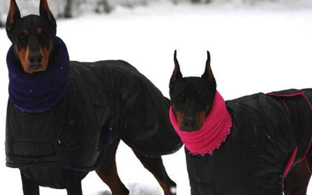 Холод собачий: ТОП-20 собак у зимовому одязі - фото 13