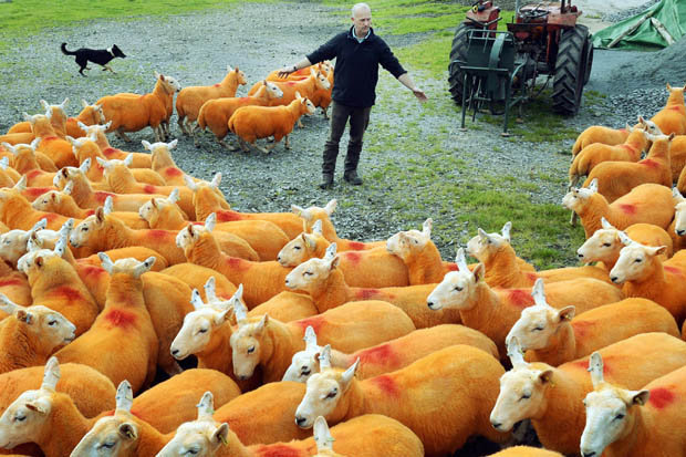Фермер у Британії пофарбував помаранчевим 800 овець (ФОТО) - фото 2