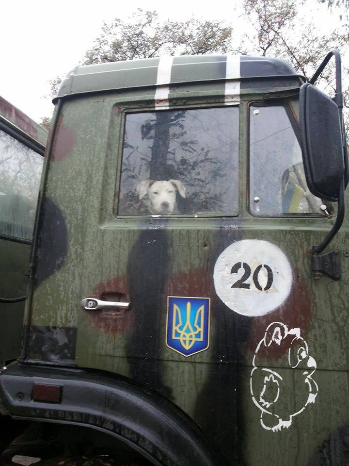 Чим займаються на Донбасі найкращі друзі бійців АТО - фото 20