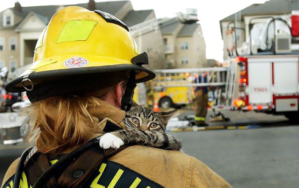 Як пожежники рятують тварин: ТОП-7 зворушливих фото - фото 1