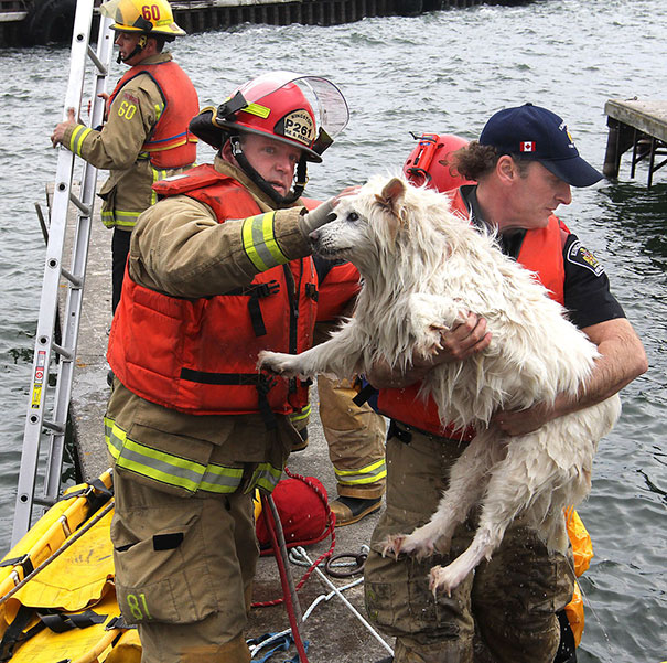Як пожежники рятують тварин: ТОП-7 зворушливих фото - фото 4