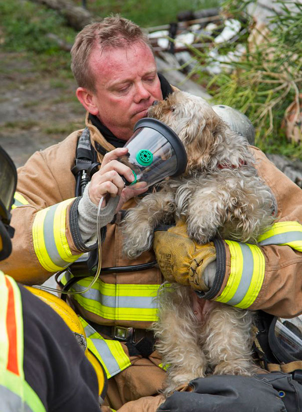 Як пожежники рятують тварин: ТОП-7 зворушливих фото - фото 3