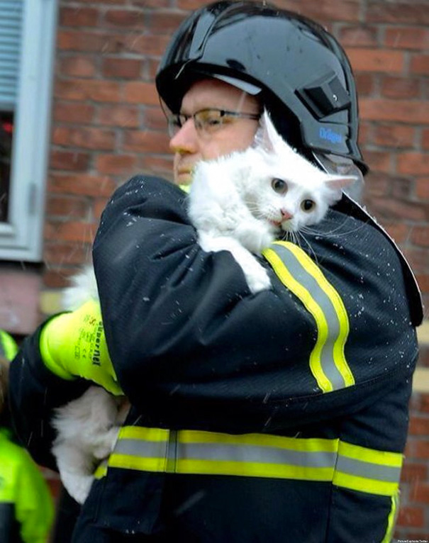 Як пожежники рятують тварин: ТОП-7 зворушливих фото - фото 5