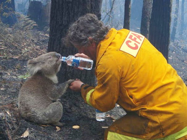 Як пожежники рятують тварин: ТОП-7 зворушливих фото - фото 6