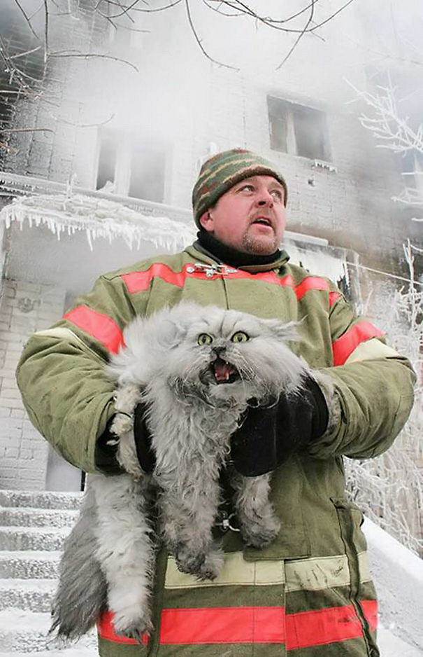 Як пожежники рятують тварин: ТОП-7 зворушливих фото - фото 7