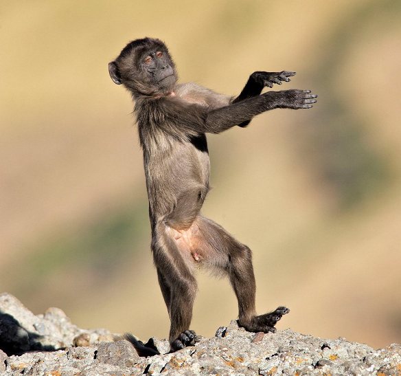 До Міжнародного дня танцю: смішні та зворушливі "па" від тварин - фото 8