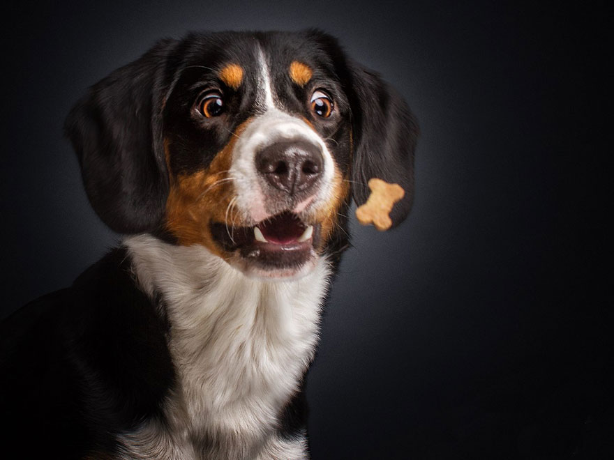 Фотограф зробив приголомшливі знімки собак з їжею - фото 5