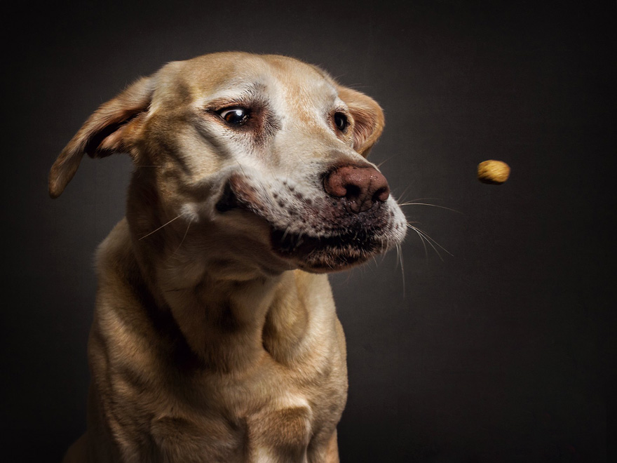 Фотограф зробив приголомшливі знімки собак з їжею - фото 6