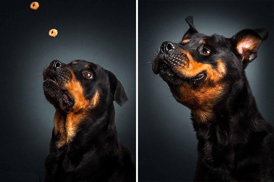 Фотограф зробив приголомшливі знімки собак з їжею - фото 7