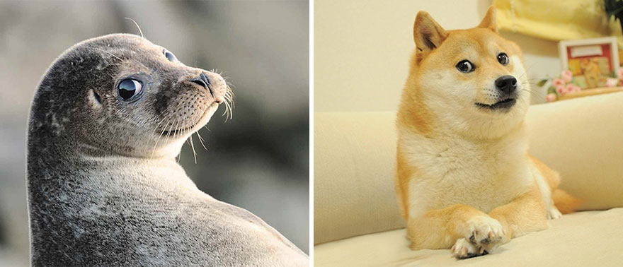 ТОП-5 кумедних тюленів, які надзвичайно схожі на собак - фото 3