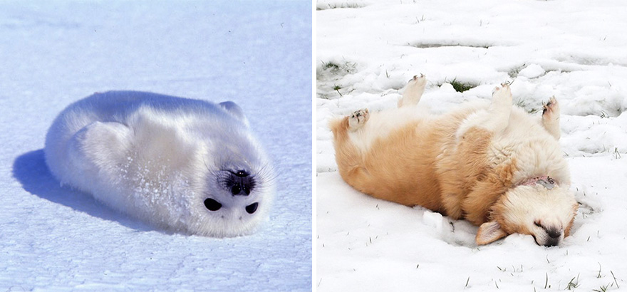 ТОП-5 кумедних тюленів, які надзвичайно схожі на собак - фото 5