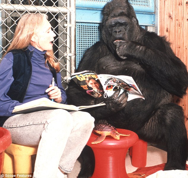 Історія 40-річної дружби між жінкою та горилою вразила Мережу - фото 2