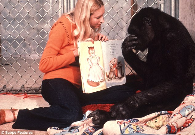 Історія 40-річної дружби між жінкою та горилою вразила Мережу - фото 4