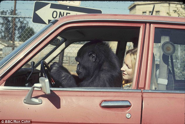 Історія 40-річної дружби між жінкою та горилою вразила Мережу - фото 3