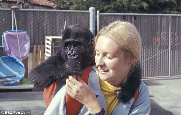 Історія 40-річної дружби між жінкою та горилою вразила Мережу - фото 1