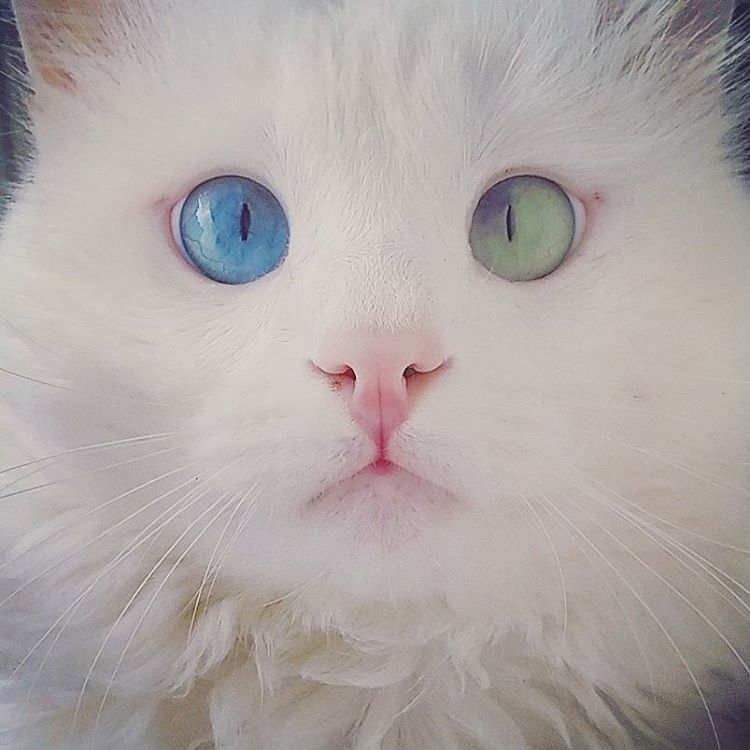 Мережу вразив білий кіт з очима різного кольору - фото 3
