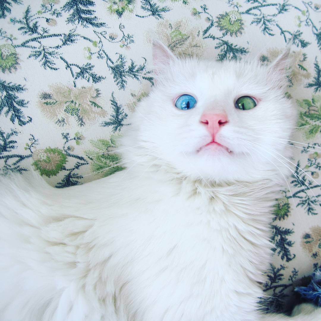 Мережу вразив білий кіт з очима різного кольору - фото 2