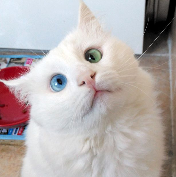 Мережу вразив білий кіт з очима різного кольору - фото 1