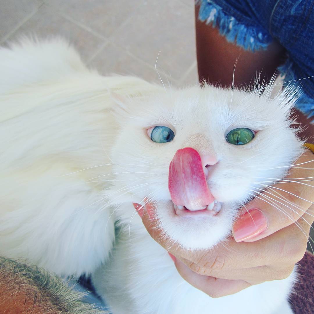 Мережу вразив білий кіт з очима різного кольору - фото 4