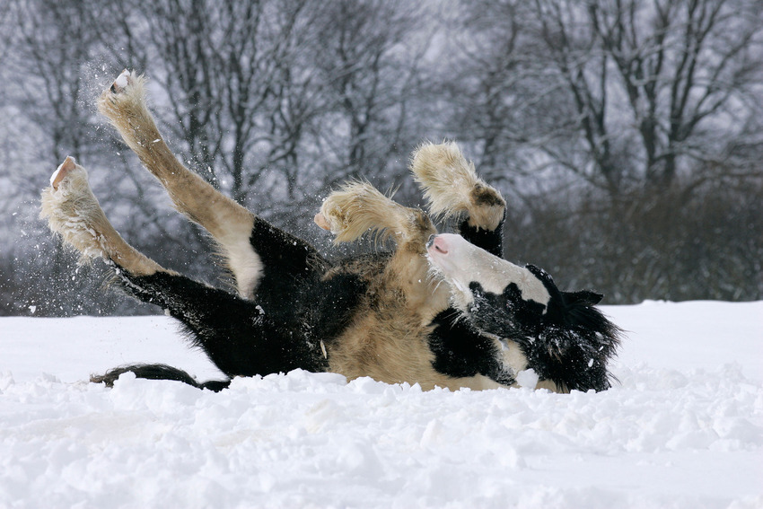 Як тварини радіють снігу - фото 6